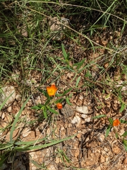 Talinum aurantiacum