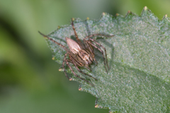 Oxyopes elegans