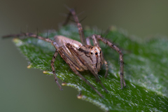 Oxyopes elegans