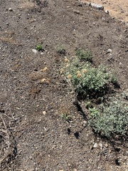 Onopordum acanthium acanthium