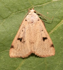 Scolecocampa atriluna