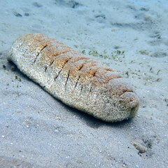 Holothuria fuscopunctata