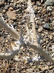 Onopordum acanthium acanthium