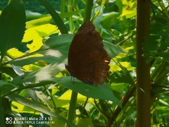 Elymnias hypermnestra