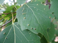 Phyllocoptes didelphis