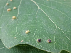 Phyllocoptes didelphis