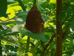 Elymnias hypermnestra