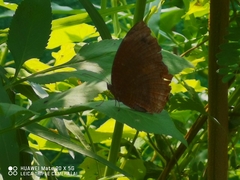 Elymnias hypermnestra
