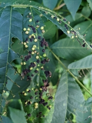 Phylloxera caryaefallax