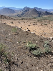 Onopordum acanthium acanthium