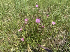 Oenothera rosea