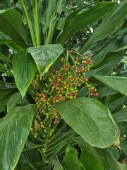 Cordyline manners-suttoniae