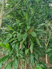 Cordyline manners-suttoniae