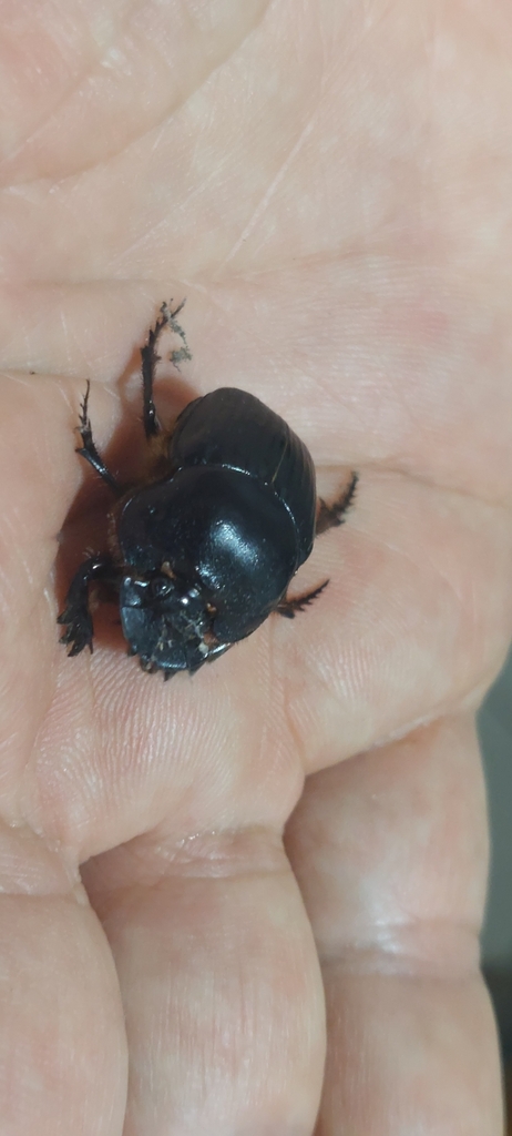 Coprophanaeus chiriquensis