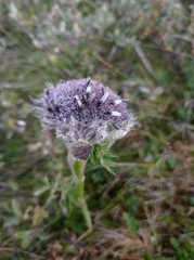 Sajanella monstrosa
