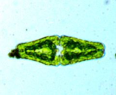 Euastrum ansatum