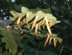 Parasitiformes