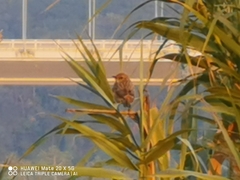 Saxicola maurus