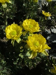Ranunculus acraeus