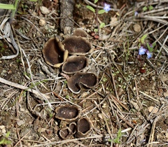 Dissingia leucomelaena