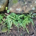 Pteris ensiformis - Photo (c) 锎钔锕,  זכויות יוצרים חלקיות (CC BY-NC), הועלה על ידי 锎钔锕