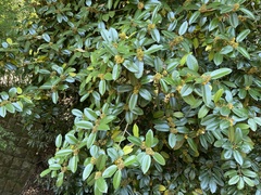 Ilex latifolia