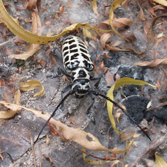 Plectrodera scalator