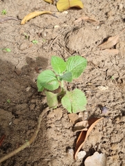Coleus amboinicus