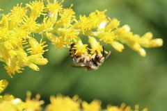 Colletes simulans