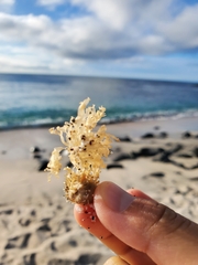 Amathia verticillata