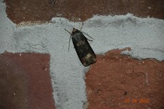 Agrotis ipsilon