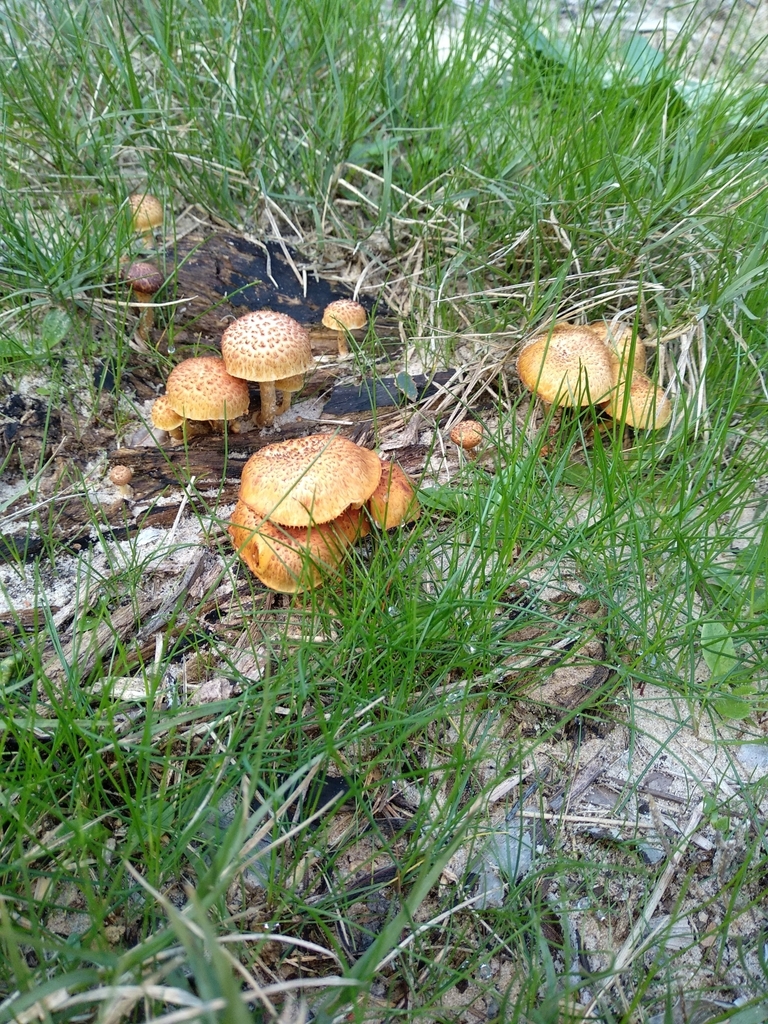 Gymnopilus fulvosquamulosus · August 2022 · photo: © mariana844 (iNaturalist, cc0)