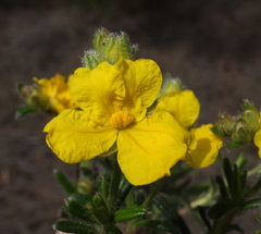 Hibbertia polystachya