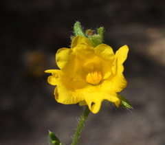 Hibbertia polystachya