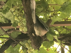 Streptopelia senegalensis