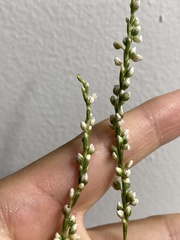 Persicaria robustior