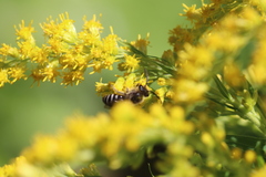 Colletes simulans