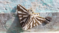 Ourapteryx convergens