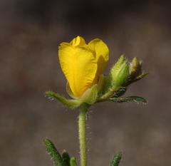 Hibbertia polystachya