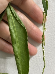 Persicaria robustior