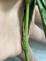 Persicaria robustior