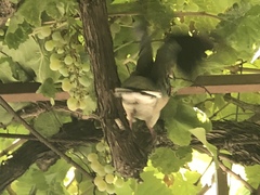 Streptopelia senegalensis