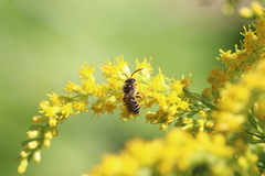 Colletes simulans