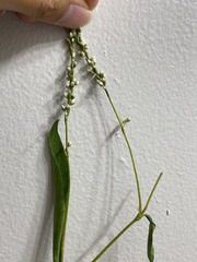 Persicaria robustior