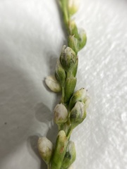 Persicaria robustior