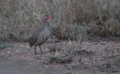 Pternistis rufopictus
