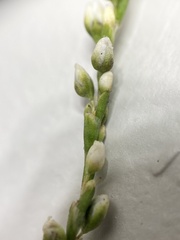 Persicaria robustior