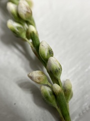 Persicaria robustior