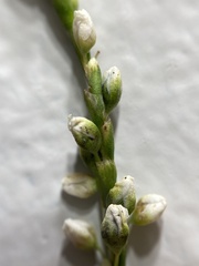 Persicaria robustior