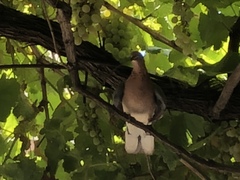 Streptopelia senegalensis